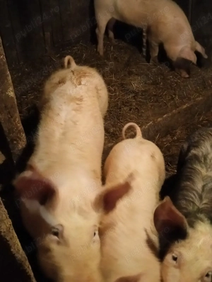 Vând șoldani  - imagine 3