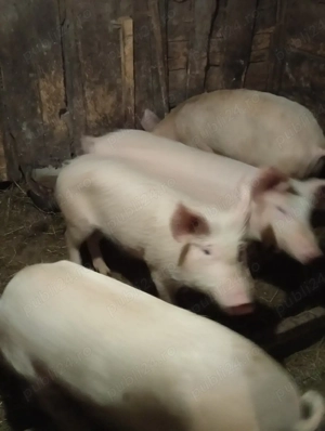 Vând șoldani  - imagine 2