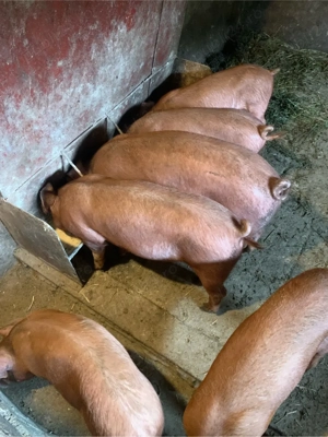 porci soldani - imagine 2