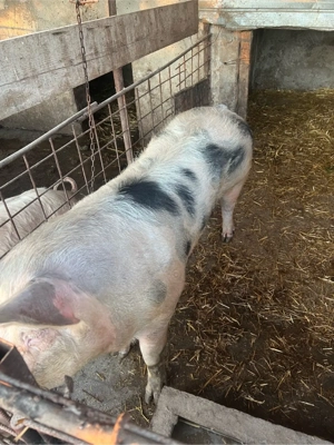 de vinzare porci pentru pastii 100-120 kg - imagine 3