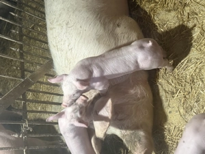 Landrace x pietrean belgian  - imagine 3