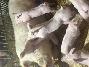 Landrace x pietrean belgian  - imagine 2