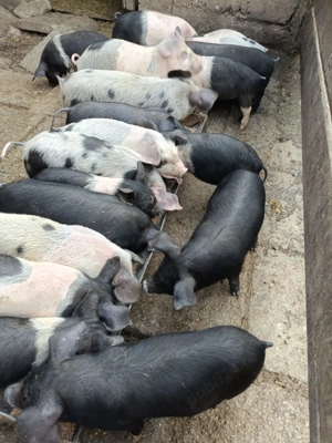 Vând purceii pentru mai multe detalii la telefon!!! - imagine 3