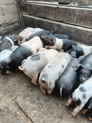 Vând purceii pentru mai multe detalii la telefon!!! - imagine 2