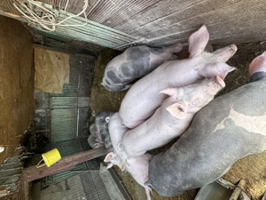 Porci de vânzare 100 140 kg  - imagine 3