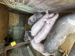 Porci de vânzare 100 140 kg  - imagine 2