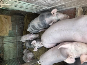 Porci de vânzare 100 140 kg  - imagine 4