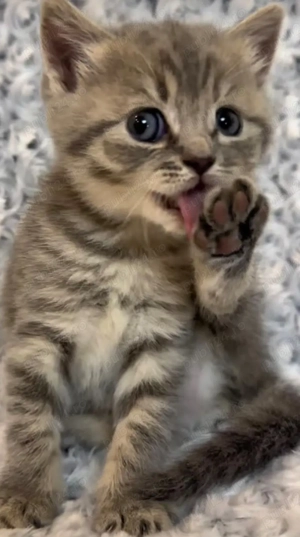 British Brown foarte frumoși  - imagine 2