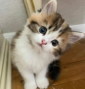 Calico un motan deosebit  - imagine 2