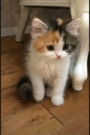 Calico un motan deosebit  - imagine 4