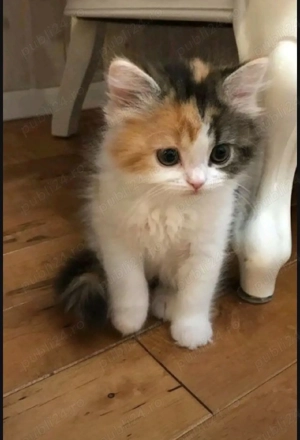 Calico un motan deosebit  - imagine 3