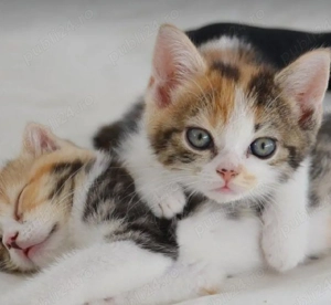 Calico un motan deosebit 