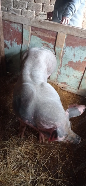 Vând purcea pietran belgian fără păr - imagine 3