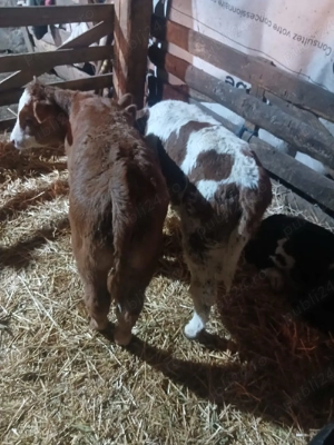 Viței de vânzare!!