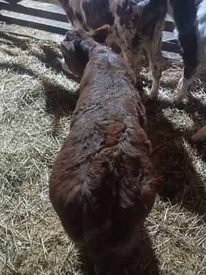 Viței de vânzare!! - imagine 5