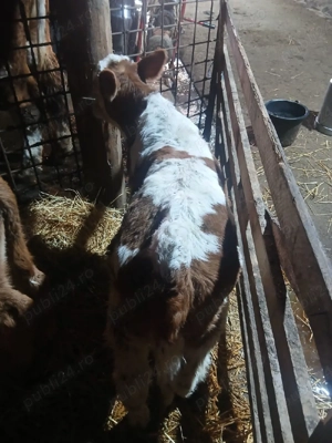 Viței de vânzare!! - imagine 3