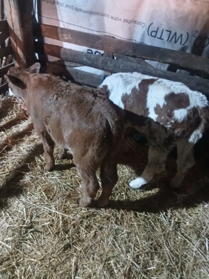 Viței de vânzare!! - imagine 4