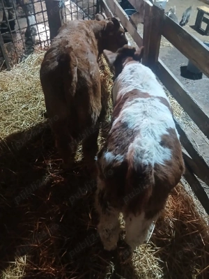 Viței de vânzare!! - imagine 2