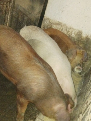 Porci 140-170 Kg - imagine 2