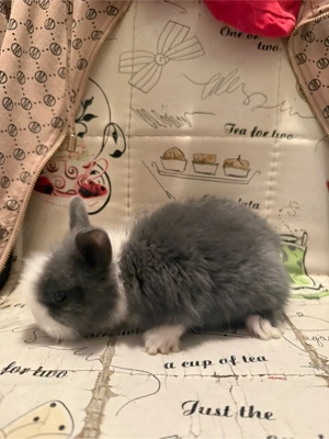 iepurasi mini toy - imagine 3