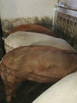 Porci 140-170 Kg - imagine 4