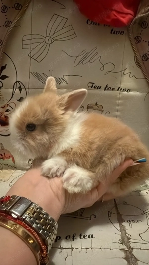 iepurasi mini toy - imagine 5