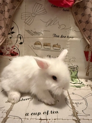 iepurasi mini toy - imagine 4