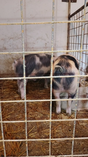 Șoldani de vânzare 50-60 kg - imagine 2