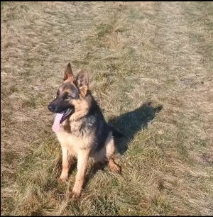 Donez dau spre adopție femelă ciobănesc german 11 luni - imagine 4