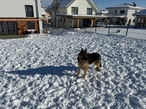 Donez dau spre adopție femelă ciobănesc german 11 luni - imagine 2