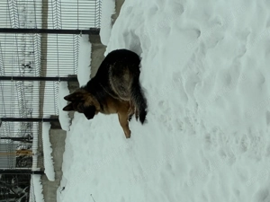 Donez dau spre adopție femelă ciobănesc german 11 luni - imagine 3