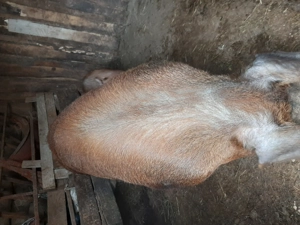 Vând scroafa duroc sau schimb cu purceii  mici !