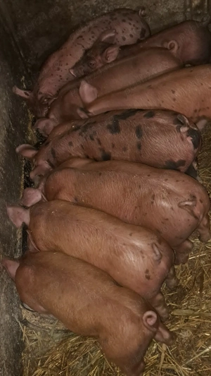 vand purcei  - imagine 2