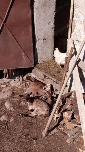 Vand iezi de tinut sau de Pasti metisi de anglo nubian