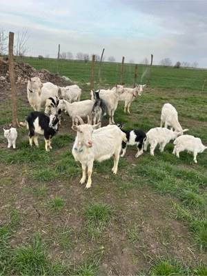 9 capre si un tap  - imagine 5