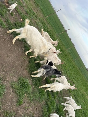 9 capre si un tap  - imagine 4