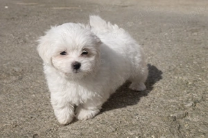 Bichon maltez