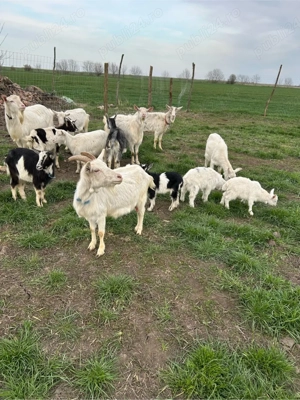 9 capre si un tap  - imagine 3