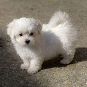 Bichon maltez