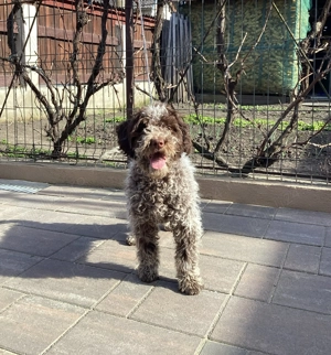 Femela Lagotto, 4 luni