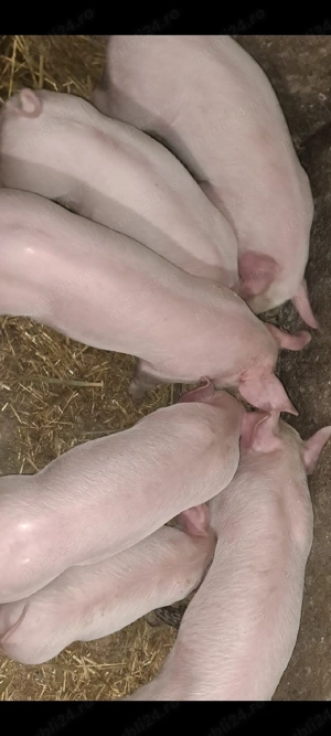 vand purcei landras  - imagine 2