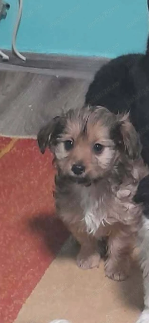 vand catelus  - imagine 2