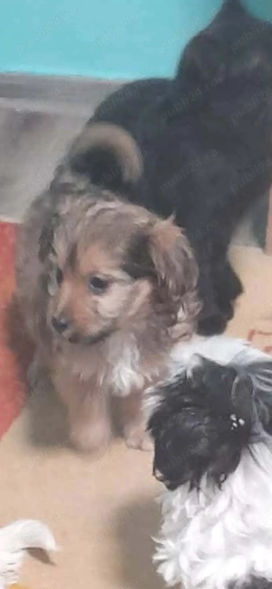 vand catelus  - imagine 3