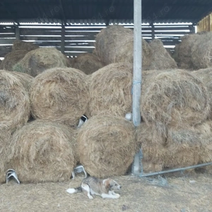 baloti de fan rotunzi 