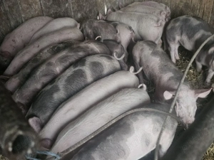 vând 17 soldani rasa de calitate de carne 30-35 kg  - imagine 3