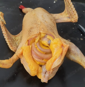 Gâște și rațe ptr cuptor, sau vii!  - imagine 4