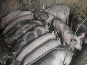 vând 17 soldani rasa de calitate de carne 30-35 kg 