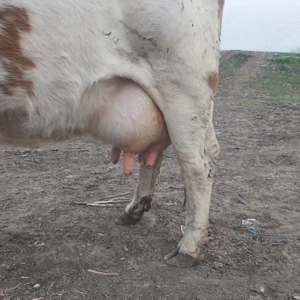 vaca fatata de 3 saptamani  - imagine 3