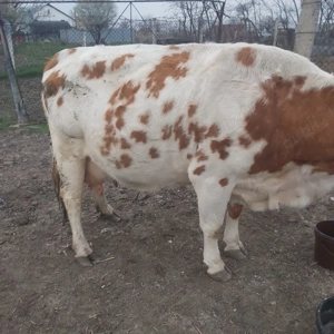 vaca fatata de 3 saptamani  - imagine 2