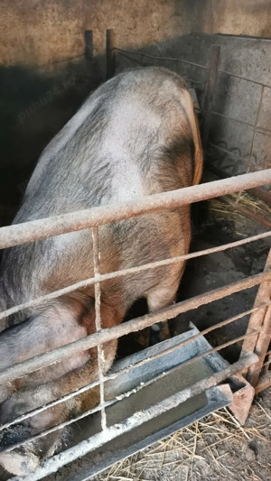 Vând scroafa ( Pentru sacrificat)